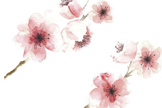 春天踏青日本樱花花朵花瓣花卉树叶树枝png元素